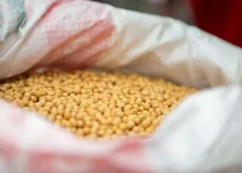 Preço da soja sobe com projeções de oferta mais restrita na América do Norte — Foto: Grégori Bertó/Secom-RS