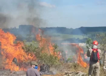 Fogo compromete a produção agrícola, degrada o solo, reduz a biodiversidade e prejudica a qualidade do ar — Foto: IAT-PR/Divulgação