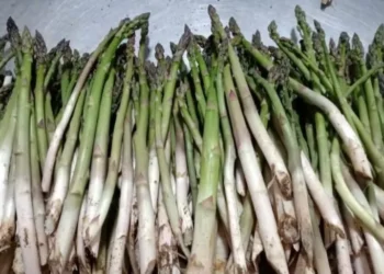 Aspargo é considerado uma hortaliça exigente e também limitante, pois depende de colheita manual — Foto: Rosani Voigt/Arquivo pessoal