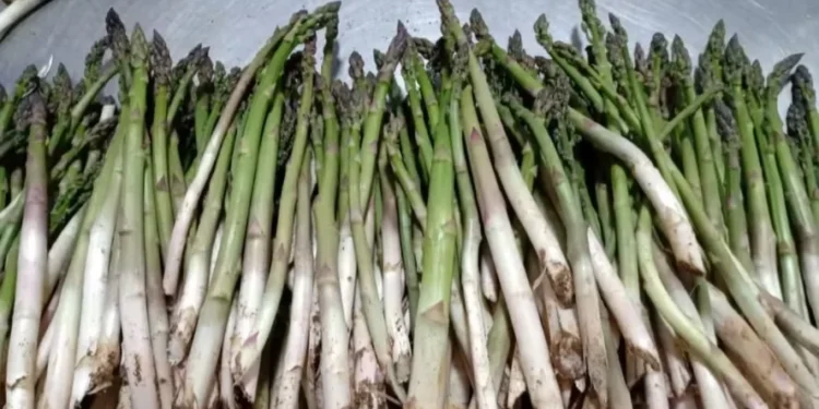 Aspargo é considerado uma hortaliça exigente e também limitante, pois depende de colheita manual — Foto: Rosani Voigt/Arquivo pessoal