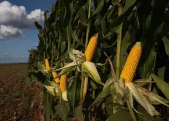O recuo no preço do milho no Brasil é reflexo, sobretudo, do grande volume de produção na segunda safra — Foto: Wenderson Araujo/CNA