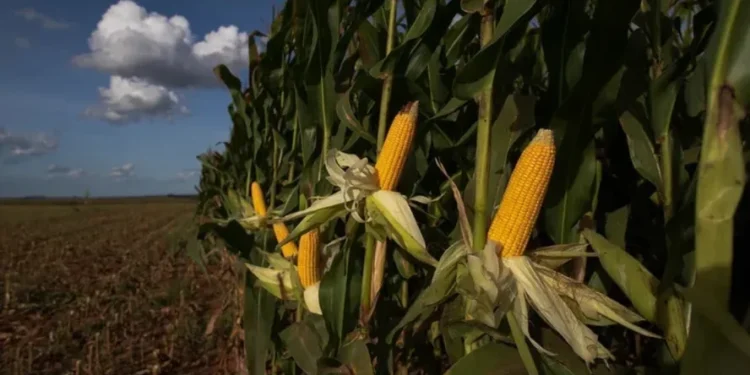 O recuo no preço do milho no Brasil é reflexo, sobretudo, do grande volume de produção na segunda safra — Foto: Wenderson Araujo/CNA