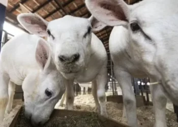 Mortes de ovinos podem ter relação com vacina interditada pelo governo — Foto: Sergio Ranalli