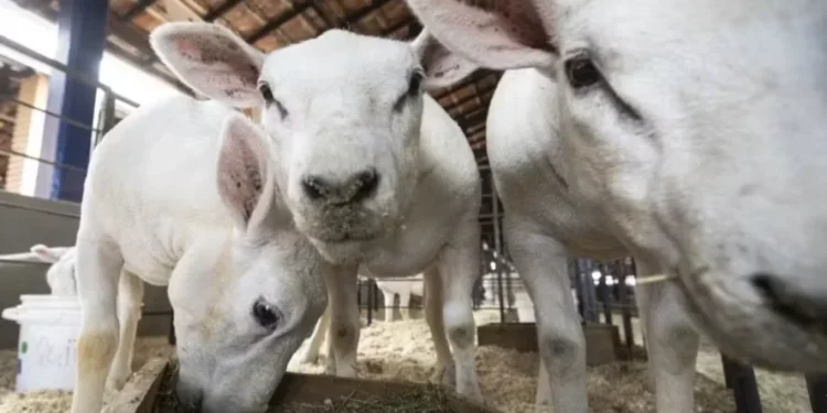 Mortes de ovinos podem ter relação com vacina interditada pelo governo — Foto: Sergio Ranalli