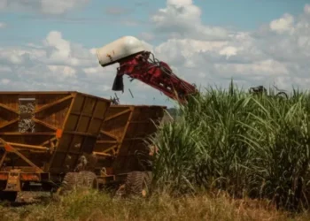 Banco estima que — Foto: Wenderson Araújo/CNA