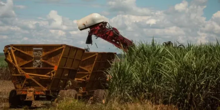 Banco estima que — Foto: Wenderson Araújo/CNA