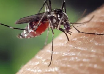 Dengue, chikungunya e zika são vírus transmitidos pelo mosquito Aedes aedypti • FotoshopTofs/Pixabay