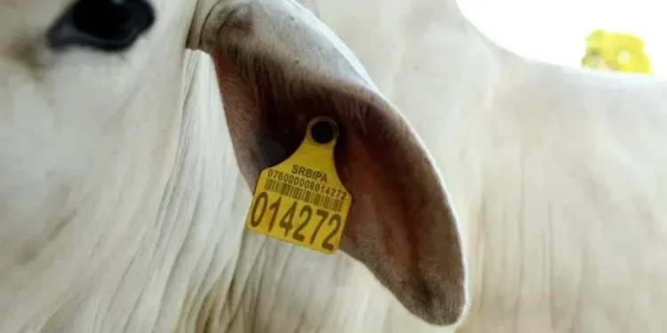 Carne bovina do Sul será a primeira a chegar ao mercado japonês