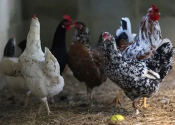 Criação de frangos • 02/06/2023REUTERS/Ricardo Moraes