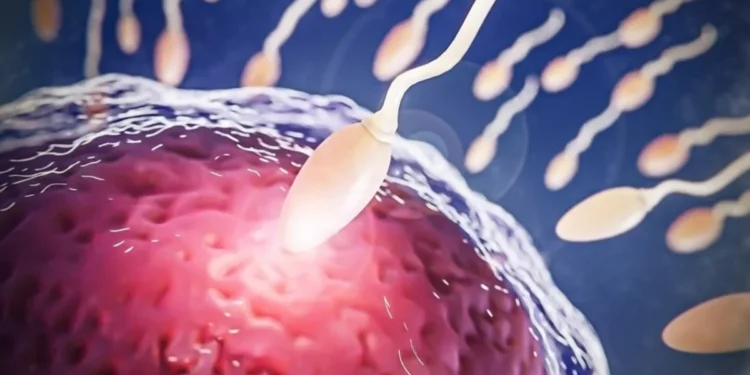 Pré-diabetes: por que a alteração da glicose afeta a fertilidade