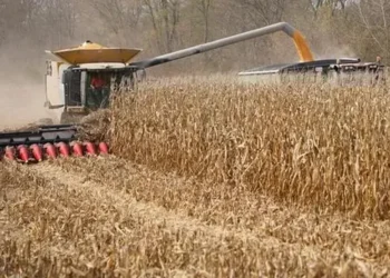 USDA estima safra de milho nos EUA de 427,11 milhões de toneladas, um recorde — Foto: Globo Rural