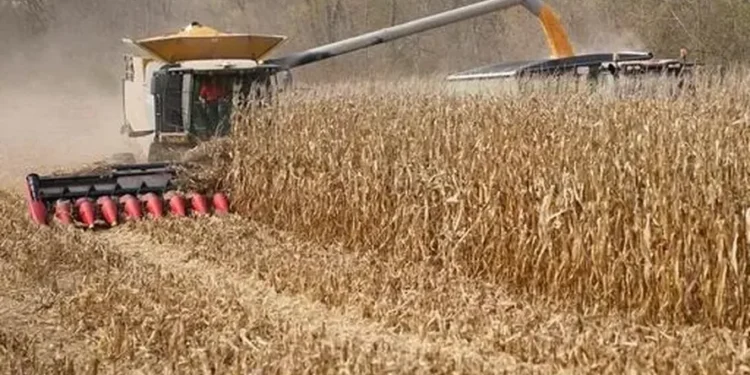 USDA estima safra de milho nos EUA de 427,11 milhões de toneladas, um recorde — Foto: Globo Rural