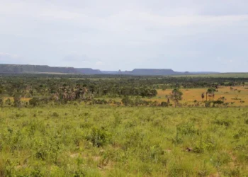 Tocantins reduz desmatamento em 21,8% até agosto de 2025