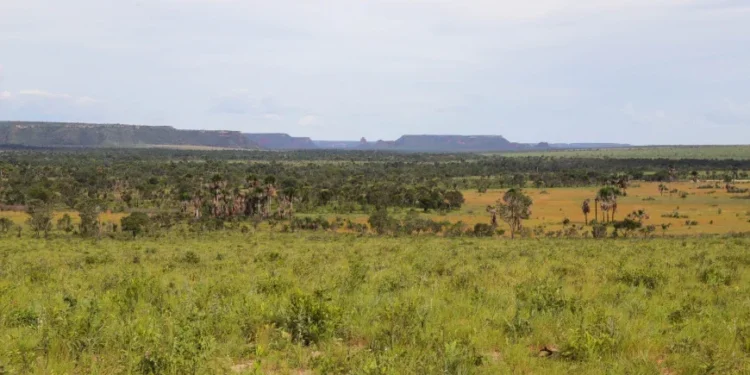 Tocantins reduz desmatamento em 21,8% até agosto de 2025