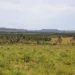 Tocantins reduz desmatamento em 21,8% até agosto de 2025