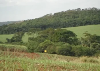 Áreas reflorestadas da Mata Atlântica não se integram à floresta nativa