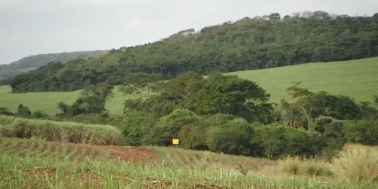 Áreas reflorestadas da Mata Atlântica não se integram à floresta nativa