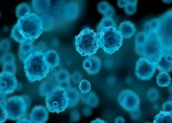 Imagem da bactéria Treponema pallidum, causadora da sífilis (Foto: Biomanguinhos/Fiocruz)