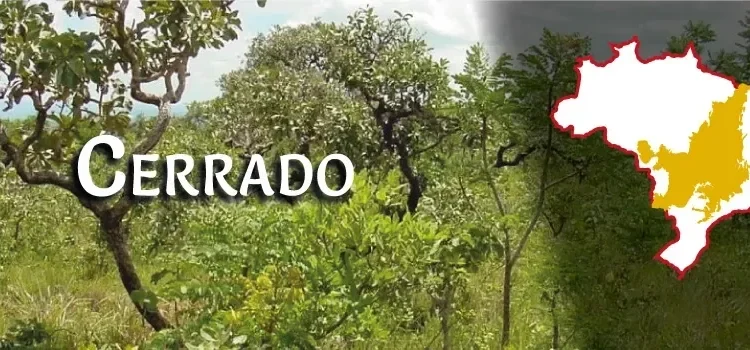 Recomposição do Cerrado é tema de novo curso on-line da Embrapa