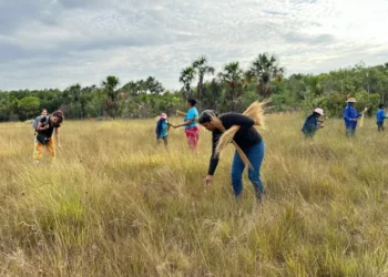 Naturatins autoriza coleta do capim-dourado - Foto: Andréa Marques/Governo do Tocantins