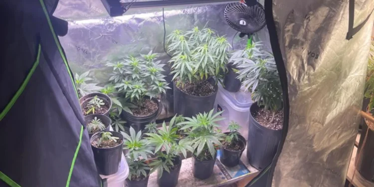 Suspeito foi autuado em flagrante por tráfico de drogas e conduzido para a sede do Departamento Especializado de Investigação e Repressão ao Narcotráfico (Denarc). • Reprodução