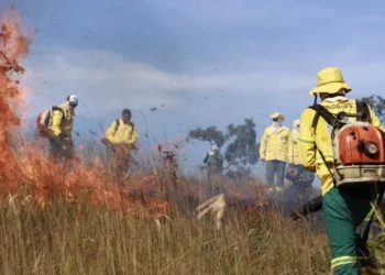 Por meio da Brigada Gavião Fumaça, Naturatins atua na proteção da biodiversidade e no apoio às comunidades locais contra os efeitos do fogo - Foto: Walker Ribeiro/Governo do Tocantins
