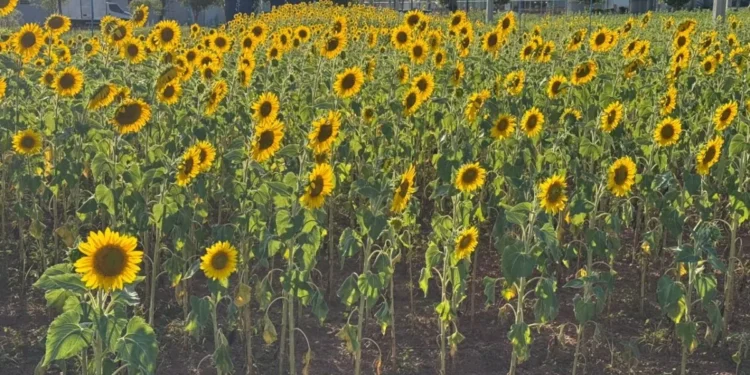 Projeto transforma girassol em oportunidade de pesquisa e renda para produtores tocantinenses