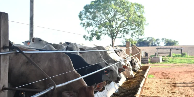 Adapec participa de reunião com órgãos de defesa do país para discutir rastreabilidade de bovídeos