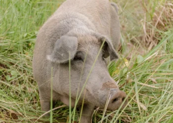 Nesta primeira fase será feita a vigilância clínica no rebanho de suínos. Foto - Keven Lopes / Governo do Tocantins