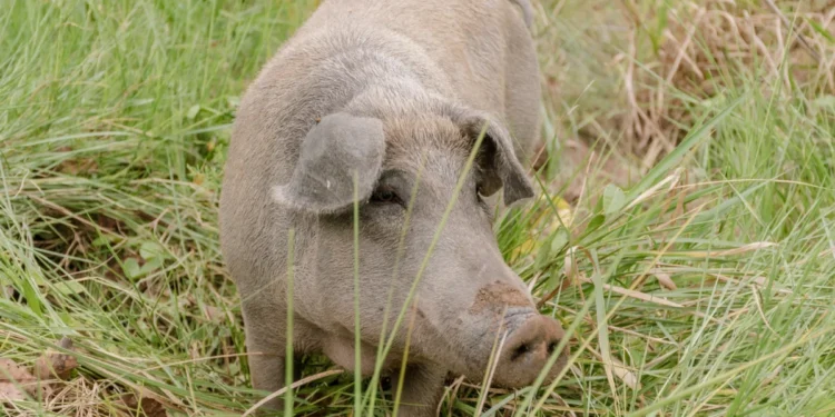 Governo do Tocantins inicia 5º ciclo de vigilância clínica da Peste Suína Clássica em 39 municípios do Estado