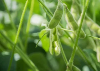 Foto: Keven Lopes - Governo do Tocantins