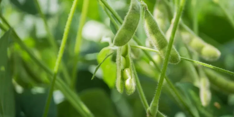 Foto: Keven Lopes - Governo do Tocantins