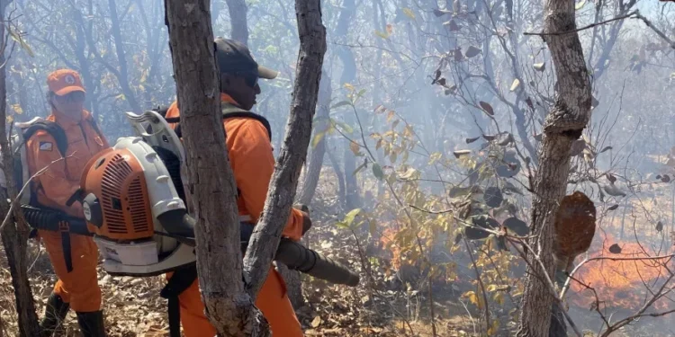 Bombeiros e brigadistas atuam em controle de queimadas em Paranã