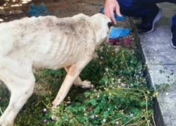 O cão sobrevivente foi encaminhado a órgãos de apoio. Divulgação PCTO