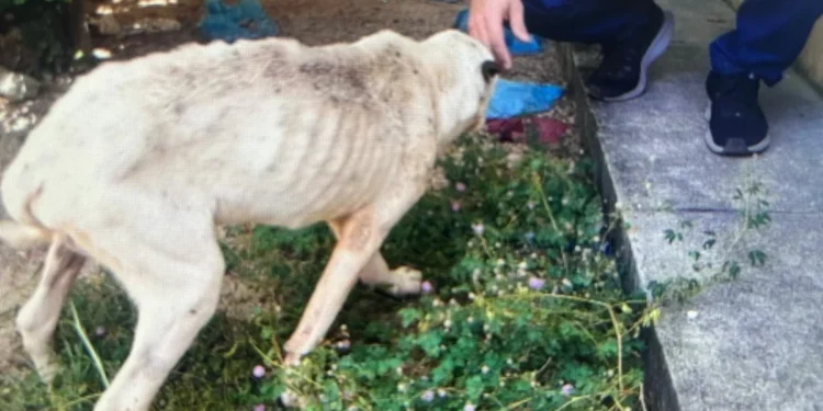 O cão sobrevivente foi encaminhado a órgãos de apoio.
Divulgação PCTO