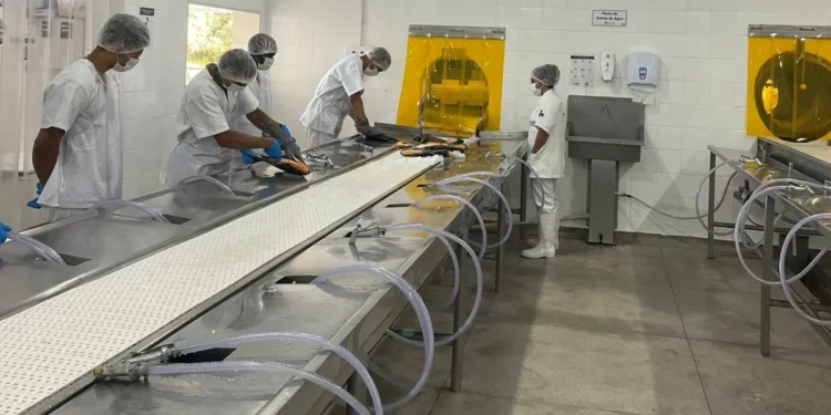 Governo do Tocantins concede registro no Serviço de Inspeção Estadual a empresa de pescado em Almas e fortalece a atividade