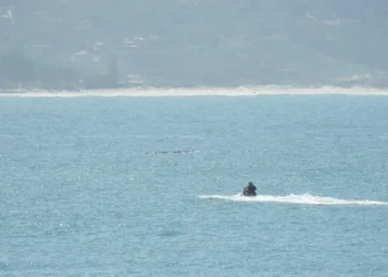 Piloto de jetski é multado em R$ 2,5 mil por importunar baleias em SC