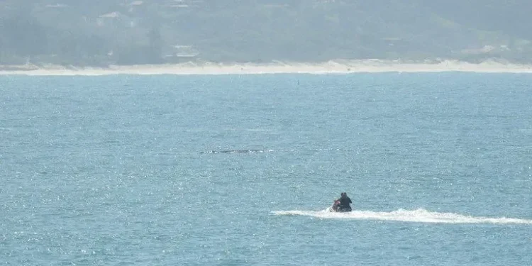 Piloto de jetski é multado em R$ 2,5 mil por importunar baleias em SC