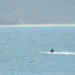 Piloto de jetski é multado em R$ 2,5 mil por importunar baleias em SC