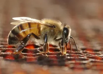 Ataques de abelhas crescem no Brasil e expõem falta de antídoto
