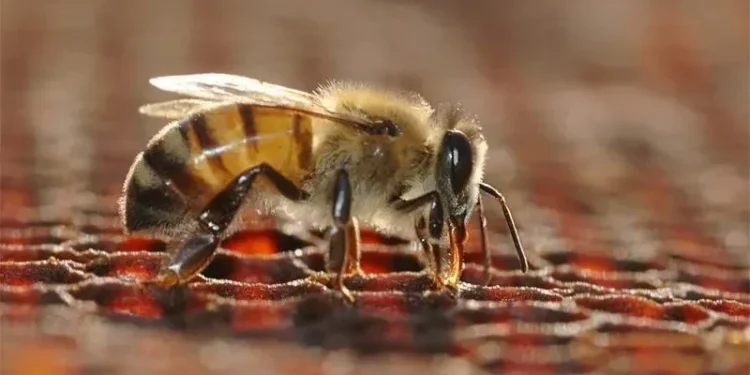 Ataques de abelhas crescem no Brasil e expõem falta de antídoto