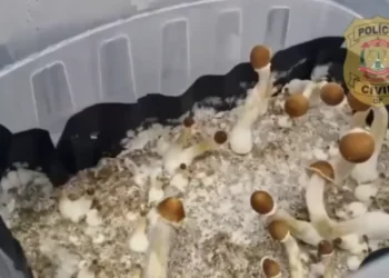 “Cogumelos mágicos”: Polícia desmantela esquema de tráfico interestadual