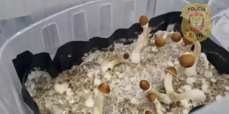 “Cogumelos mágicos”: Polícia desmantela esquema de tráfico interestadual