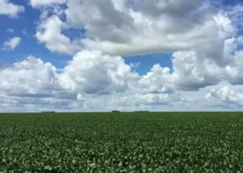 Terra Santa detecta diferença de tamanho em suas propriedades — Foto: Globo Rural