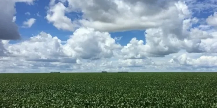 Terra Santa detecta diferença de 4 mil hectares em matrículas de suas propriedades