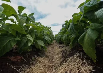 Áreas de tabaco geralmente são íngremes e merecem mais cuidados para evitar processos de erosão — Foto: Karine Viana/SecomRS/Arquivo