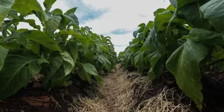 Lavouras de tabaco ganham projeto para melhorar conservação do solo