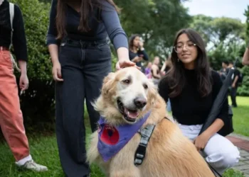 PUC-PR oferece terapia com animais para apoiar saúde mental de estudantes
