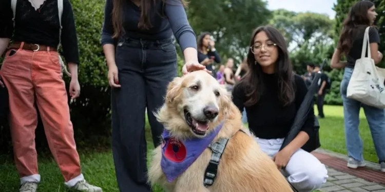 Método reúne 50 animais entre cães, coelhos, gatos e até um pônei durante as sessões • Divulgação/PUCPR