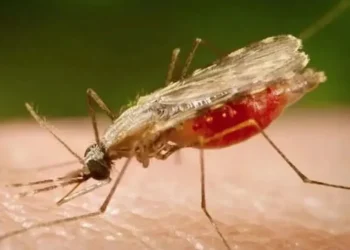 Novo mosquito urbano ameaça expandir casos de malária no Brasil